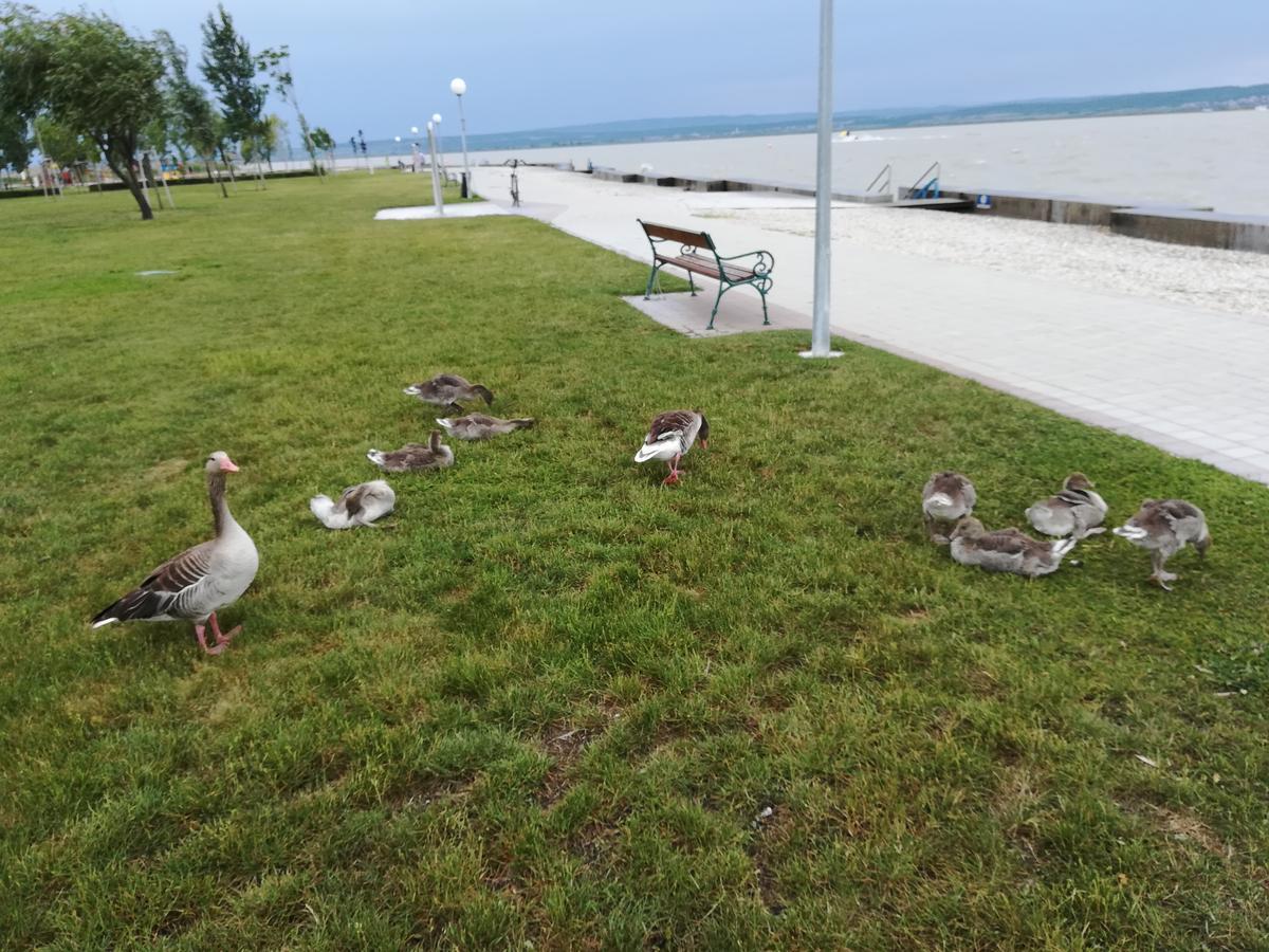 Ferienwohnungen Feldsee Illmitz Buitenkant foto