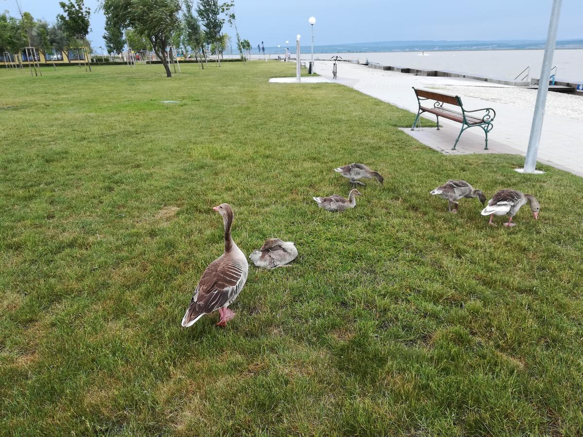 Ferienwohnungen Feldsee Illmitz Buitenkant foto